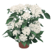 pentas lanceolata new look® pelleted seed (benary) 250 seeds / white