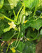 pepino f1 hybrid cucumber multi-fruting  (konico seeds)