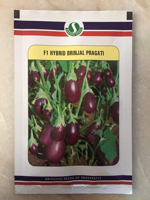 pragati/प्रगति hybrid f1 brinjal (sungrow seeds)
