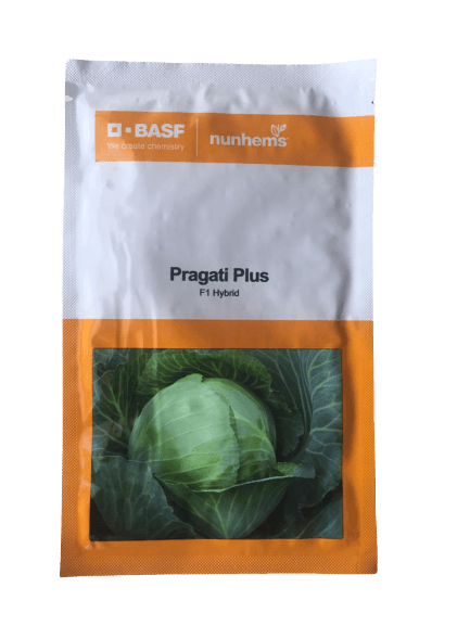 pragati plus/प्रगति प्लस f1 hybrid cabbage (basf | nunhems)