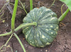 pumpkin best quality hybrid seeds