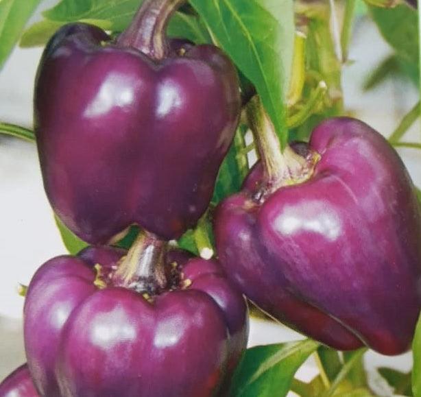 capsicm purple best quality hybrid f1 seeds  (garden festival)