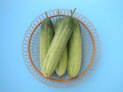radhika/राधिका ia012 hybrid cucumber (known you seeds)