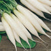 imported royal colored long white radish seeds
