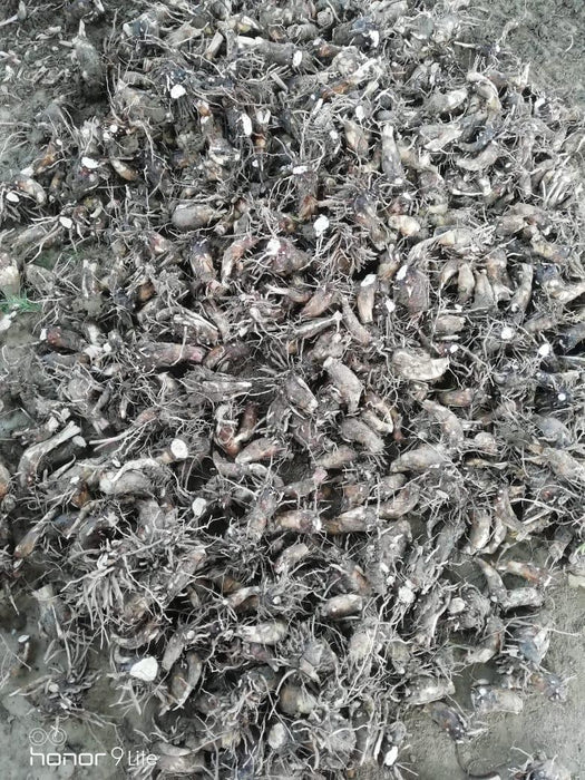 rajnigandha/रजनीगंधा flower tuberose bulbs (farmers stop)