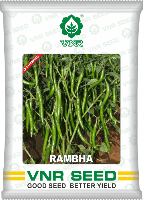 rambha f1 hybrid chilli (vnr seed's)