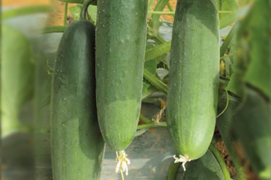 rasika/रसिका hybrid cucumber (known you seeds)