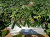 rasilee f1 hybrid cucumber (known you seeds)