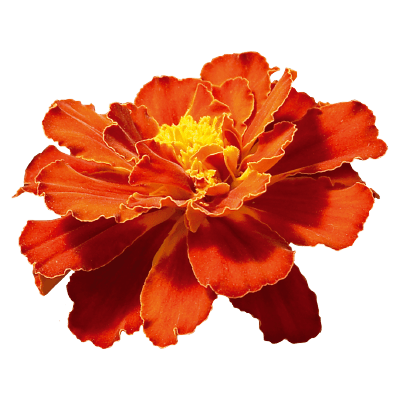 safari french marigold tagetes patula (benary) 1000 seeds / red