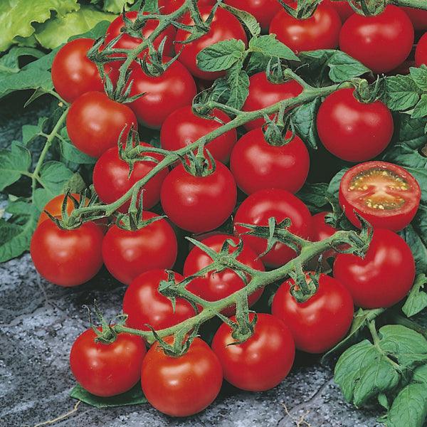 red cherry f1 hybrid tomato