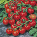 red cherry f1 hybrid tomato