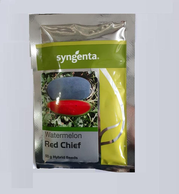 red chief f1 hybrid watermelon (syngenta)