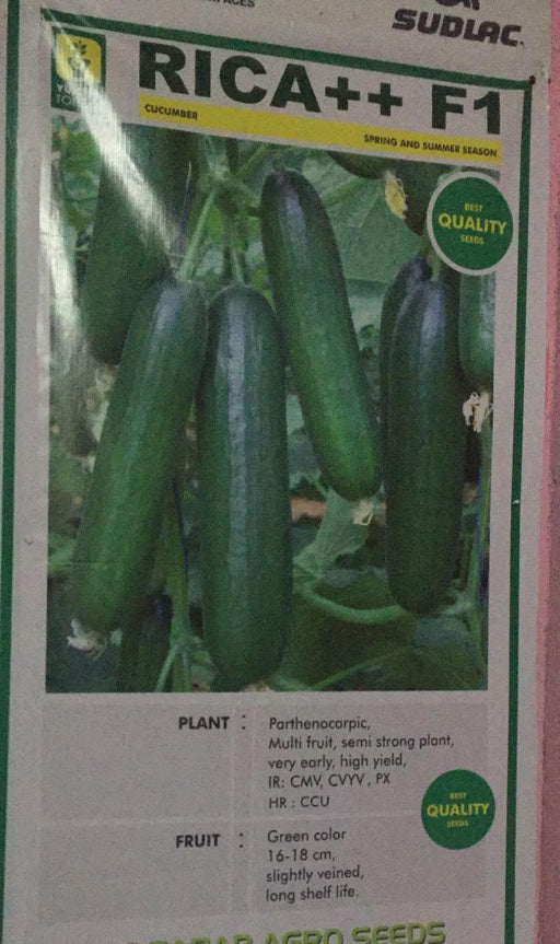 rica ++ f1 cucumber seeds (yuksel seeds)