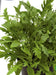 rocket sauvage herb seeds (tobia's, usa)