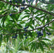 rudraksha - elaeocarpus angustifolius