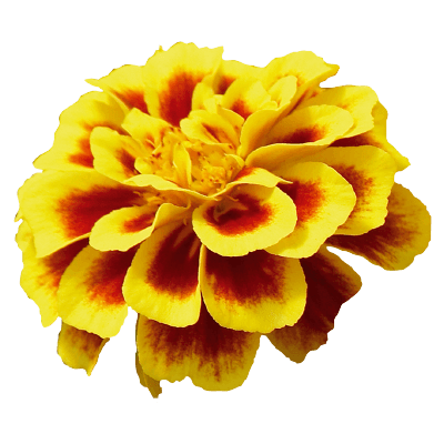 safari french marigold tagetes patula (benary) 1000 seeds / yellow fire
