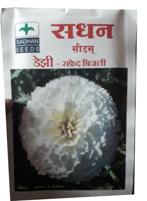 daijhi - white bijalee flower (sadhan seeds)