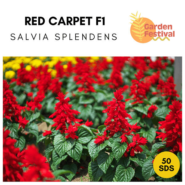 Red Carpet - Hybrid F1 Salvia splendens (Garden Festival) - Farmers Stop