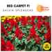 Red Carpet - Hybrid F1 Salvia splendens (Garden Festival) - Farmers Stop
