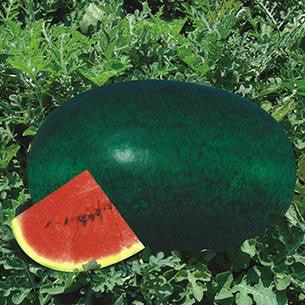 santrupti/संतृप्ति watermelon (mahyco)