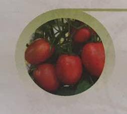 sarathi/सारथी tomato (east west seeds)