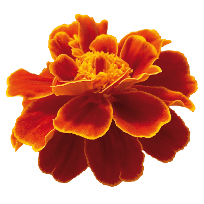 safari french marigold tagetes patula (benary) 1000 seeds / scarlet