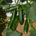 multi fruit seedless parthenocarpy hybrid cucumber seeds