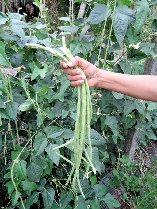shankar - yard long beans (konico seeds, india)