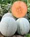 shikha/शिखा f1 hybrid muskmelon (united genetics india)
