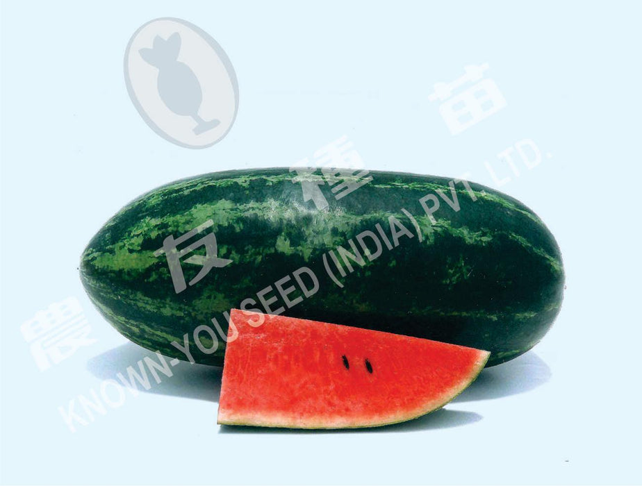 simran/सिमरन hybrid watermelon ice box type-red flesh (known you seeds)