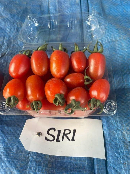 siri f1 hybrid cherry tomato (known you seeds)