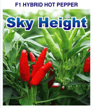 sky height f1 hot pepper (nongwoo seed's)