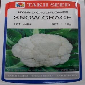 snow grace/स्नो ग्रेस  f1 cauliflower (takii seeds)