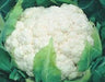 snow mountain/स्नो माउंटेन  f1 cauliflower (takii seeds)