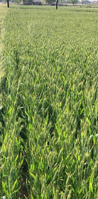 sona moti / paigambari wheat(सोना मोती गेहूं) seeds for farming (dicoccum wheat)- limited stock