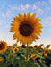sunflower tall hybrid quality seeds