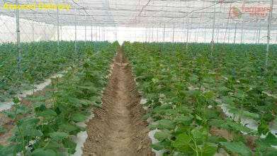 high quality vegetables/cucumber/crop supporting net for open and polyhouse