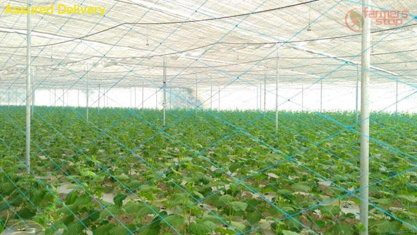 high quality vegetables/cucumber/crop supporting net for open and polyhouse