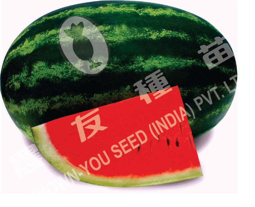 suprit-2 hybrid watermelon (known you seeds)