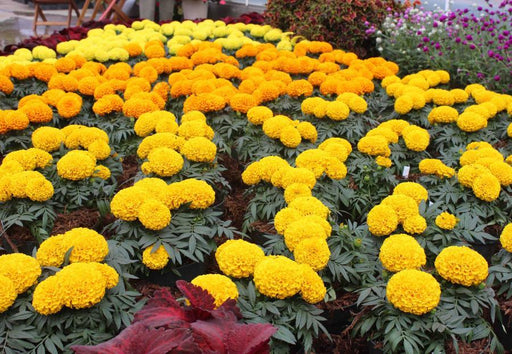 crown/radha f1 hybrid marigold (sakata)