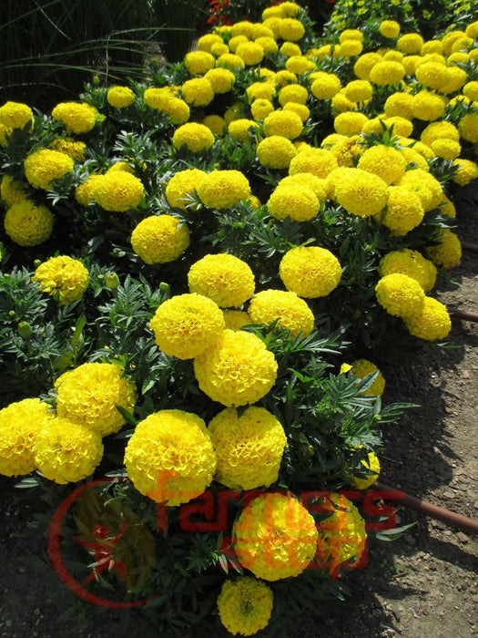 taishan improved f1 african marigold (panamerican seed)