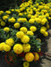 taishan improved f1 african marigold (panamerican seed)