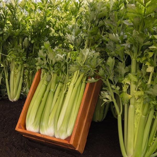 tall utah 52/70 - triumph celery, green (bejo)