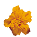 safari french marigold tagetes patula (benary) 1000 seeds / tangerine