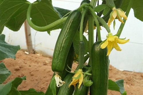 greenhouse f1 cucumber terminator seeds (yuksel seeds )