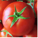 karishma/करिश्मा tomato (seminis)