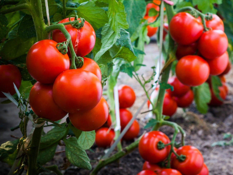 tomato hybrid determinate type