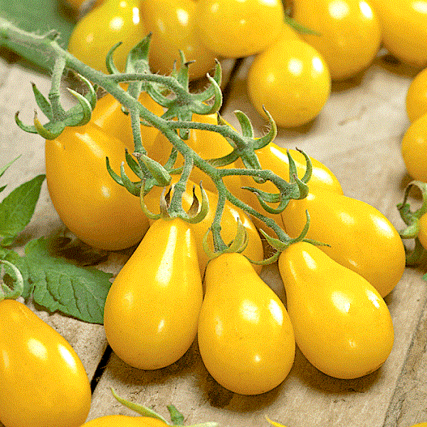 tomato yellow grapes (tobia's select seed, usa)