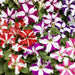 tritunia star mix - petunia ( syngenta flowers)