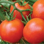 us 618/यूएस ६१८ tomato (us agri seeds)